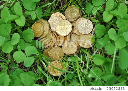 golden coins in green clover leaves golden coins in green clover leaves 23952838
