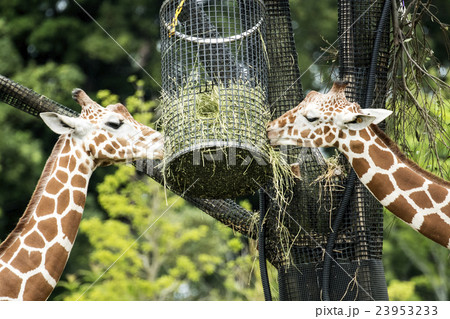 横浜ズーラシア動物園 横浜ズーラシア動物園 23953233