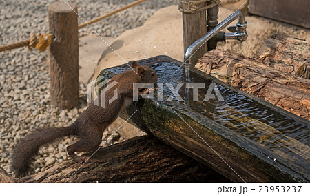 Everybody needs water. Chipmunk is drinking. Everybody needs water. Chipmunk is drinking. 23953237