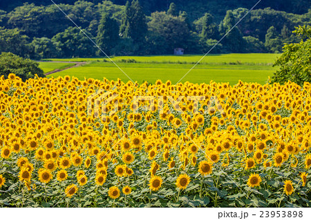 飯山市のひまわり畑 飯山市のひまわり畑 23953898
