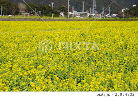 菜の花畑 23954802