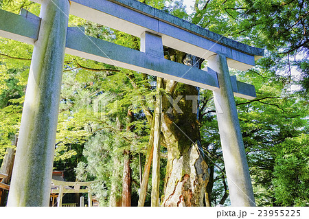 大ケヤキと鳥居 23955225