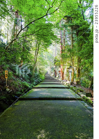 白山比咩神社参道（縦） 23955226