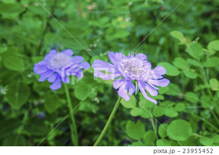 マツムシソウ 23955452