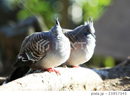 鳥・レンジャクバト 鳥・レンジャクバト 23957343