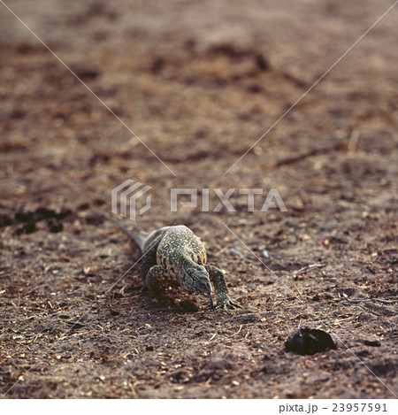 monitor lizard monitor lizard 23957591