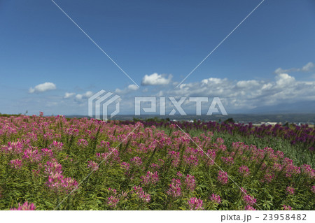 富良野　クレオメ花畑 23958482