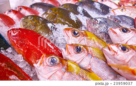 沖縄の魚介類 23959037