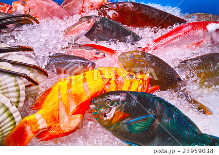 沖縄の魚介類 23959038