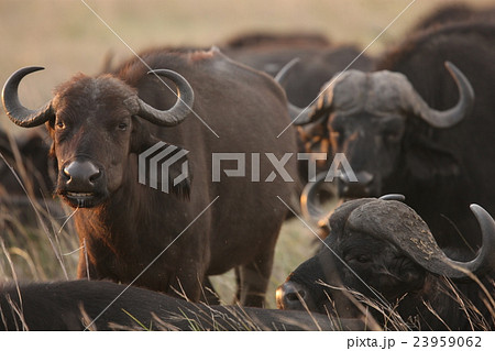 buffalo 23959062