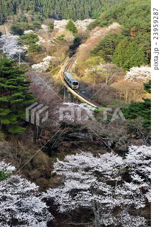 桜の水郡線 23959287