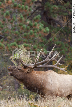 Bull elk bugling 23960047