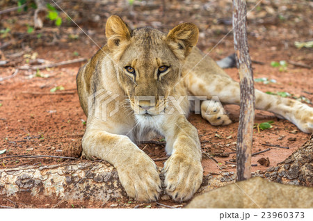 Lioness in African safari 23960373