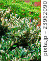 White itea called as Little Henry or Sweetspire 23962090