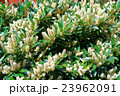 White itea called Little Henry or Sweetspire 23962091