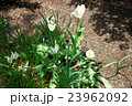 White tulips in a park in Washington DC 23962092