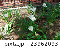 White tulips under the sunlight in a flowerbed 23962093