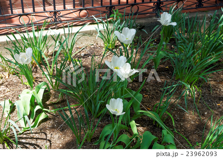 White tulips under the sunlight in a flowerbed White tulips under the sunlight in a flowerbed 23962093
