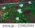 White tulips under the sunlight in the flowerbed 23962094