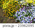 Yellow and blue pansies in a big flowerbed 23962095