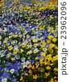Yellow and blue pansies in the big flower bed 23962096