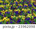 Yellow and blue pansies in the big flowerbed 23962098