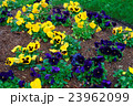 Yellow and dark blue pansies in the big flowerbed 23962099