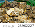 fresh oysters straight the sea to market in France 23962227