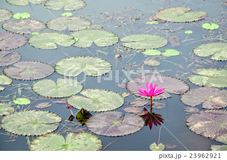 Red flower of Water Lily Red flower of Water Lily 23962921