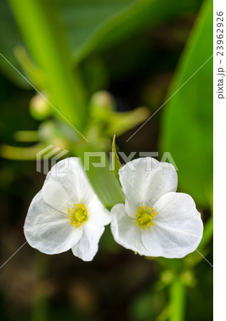 White flower of Creeping Burhead White flower of Creeping Burhead 23962926