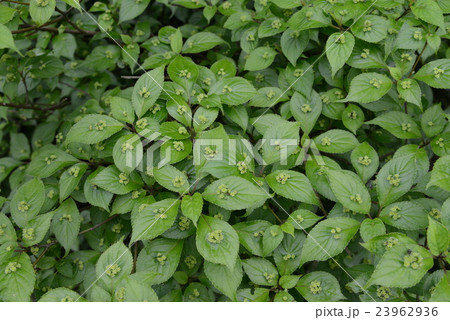 ハナイカダ 23962936