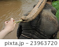象乗りをして、象にサトウキビをあげる 23963720