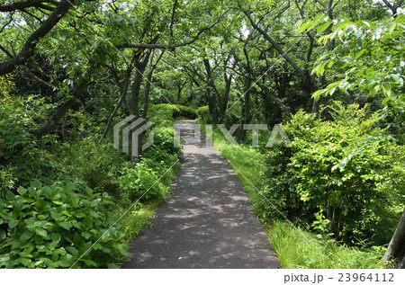 公園の小道 公園の小道 23964112