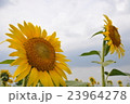 ひまわり畑E 23964278