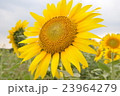 ひまわり畑F 23964279