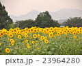 ひまわり畑G 23964280