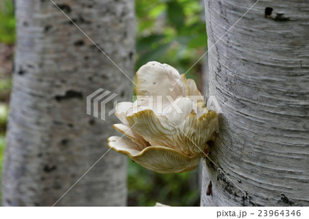 白樺生えるキノコの写真素材