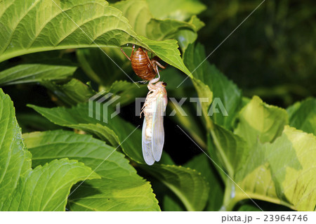 アブラゼミ(油蟬・鳴蜩) アブラゼミ(油蟬・鳴蜩) 23964746