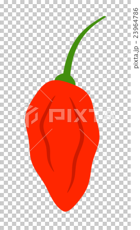 ブートジョロキア 23964786