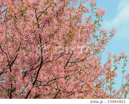 Wild Himalayan cherry blossom 23964801