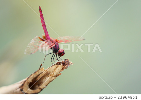 Image of dragonfly perched on a tree branch 23964851