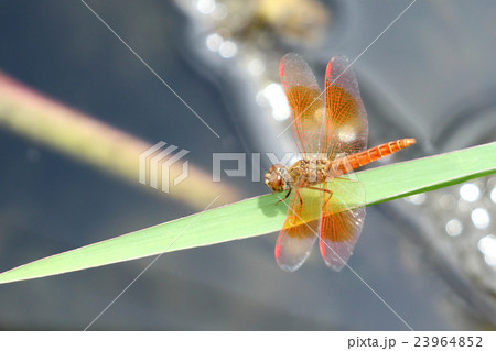 Image of dragonfly perched on grass green Image of dragonfly perched on grass green 23964852