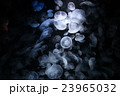クラゲ 23965032