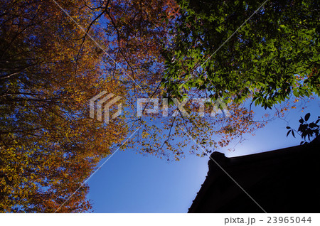 秋晴れ 23965044