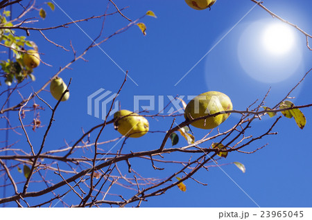 秋晴れ 秋晴れ 23965045