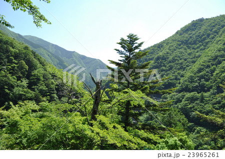 寸又峡温泉夢の吊橋の写真 寸又峡温泉夢の吊橋の写真 23965261