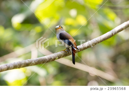 colorful bird Silver-breasted broadbil 23965568