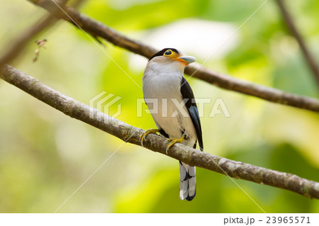 colorful bird Silver-breasted broadbil 23965571
