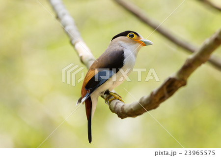 colorful bird Silver-breasted broadbil 23965575