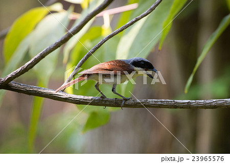 Tiger Shrike in forest 23965576